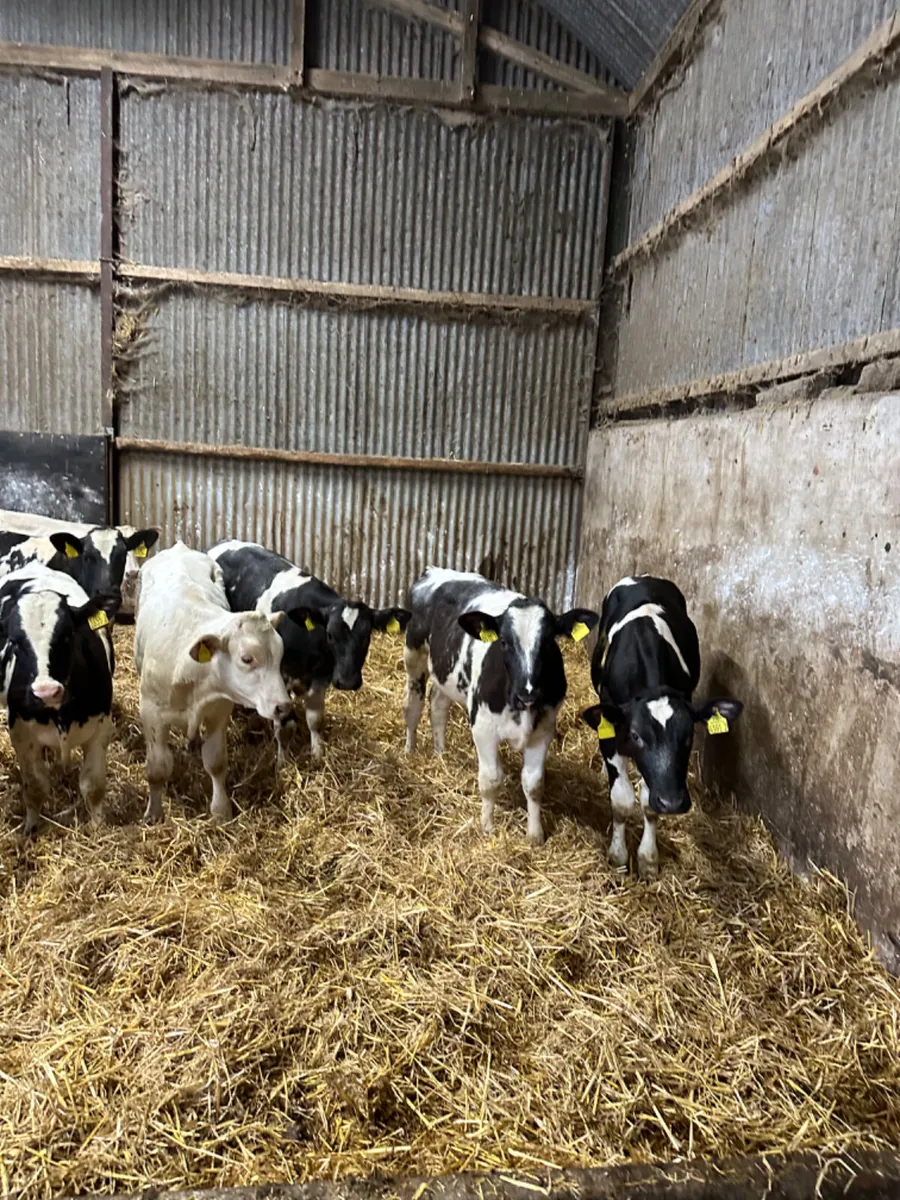 Blue and Charolais bulls - Image 2
