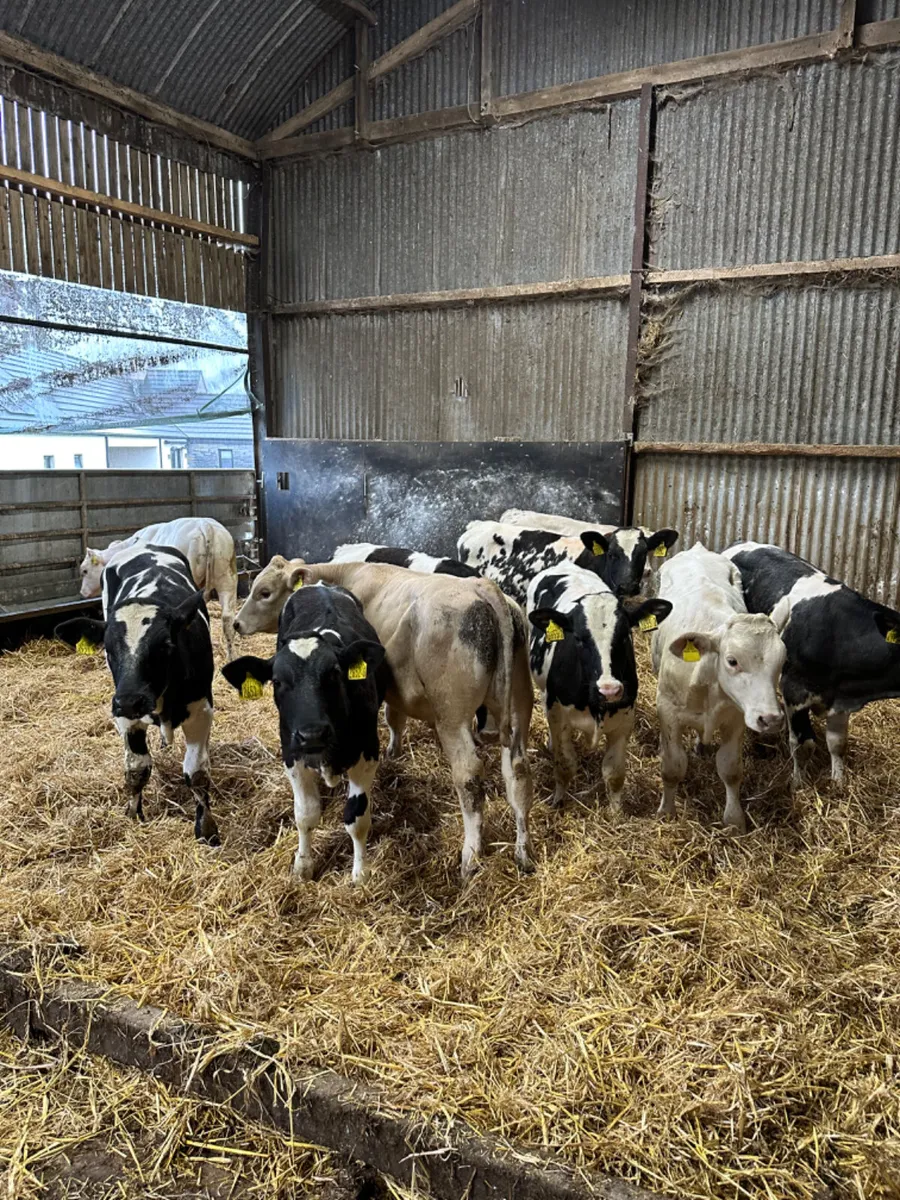 Blue and Charolais bulls - Image 3