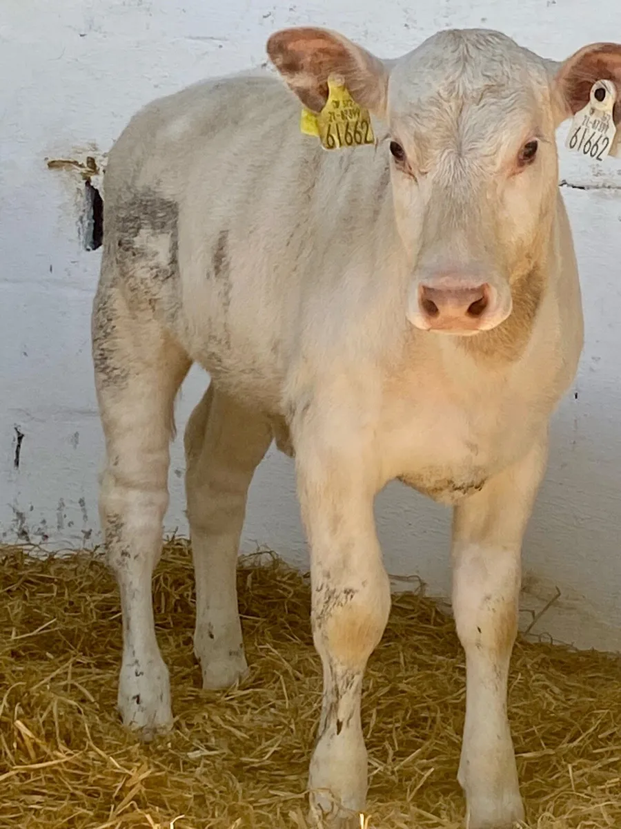 2 SERIOUS CONTINENTAL HEIFER RUNNERS - Image 1