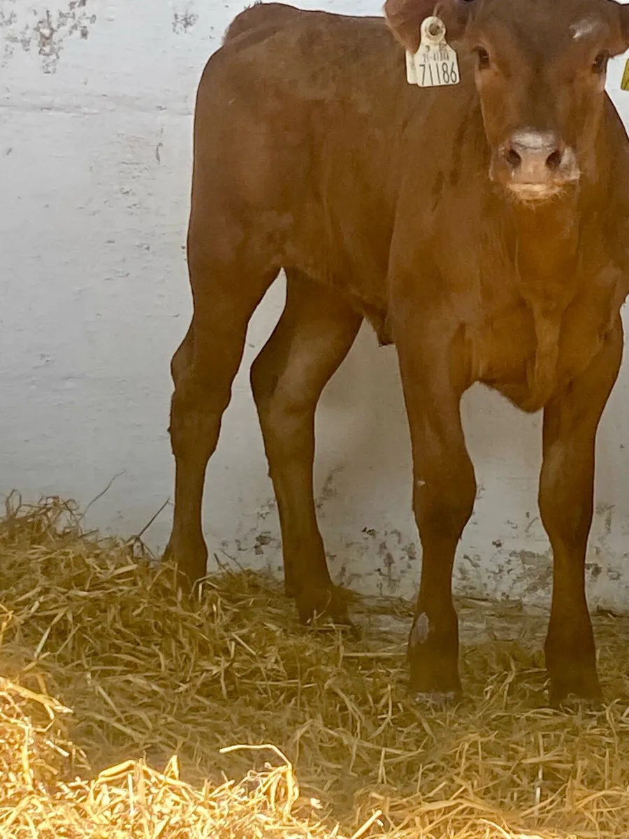 2 SERIOUS CONTINENTAL HEIFER RUNNERS - Image 2
