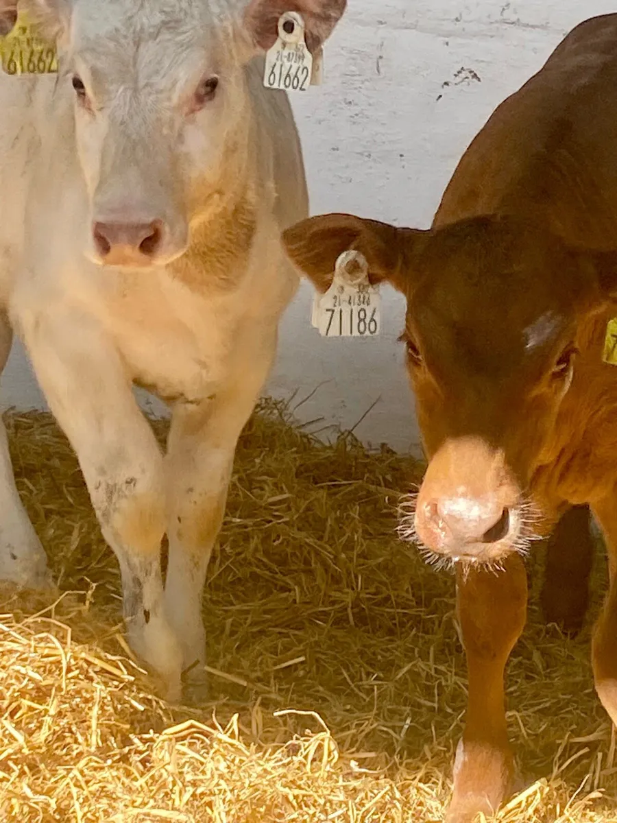 2 SERIOUS CONTINENTAL HEIFER RUNNERS - Image 3