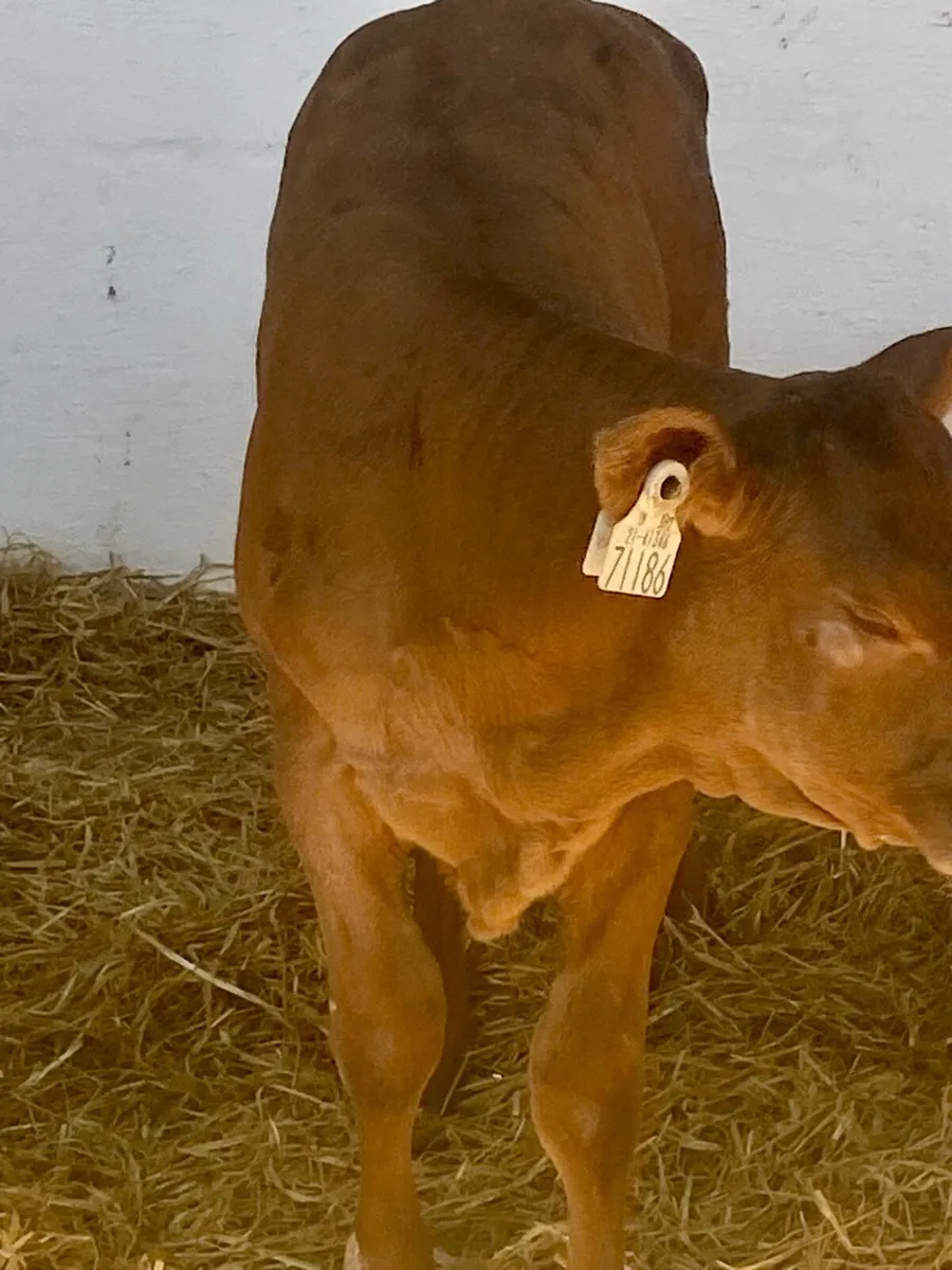 2 SERIOUS CONTINENTAL HEIFER RUNNERS - Image 4