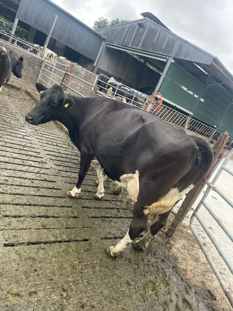Cow to rear calves - Image 1