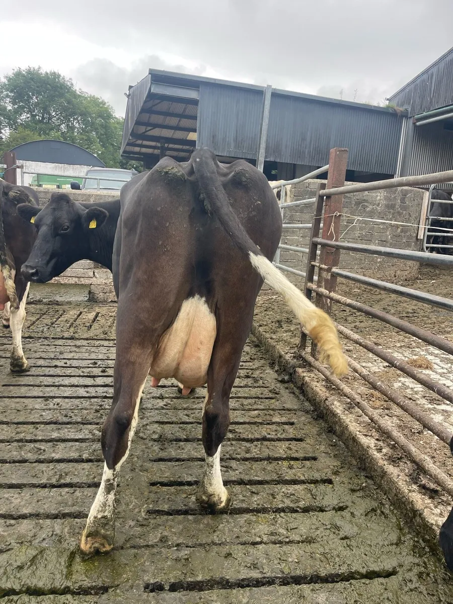 Cow to rear calves - Image 2