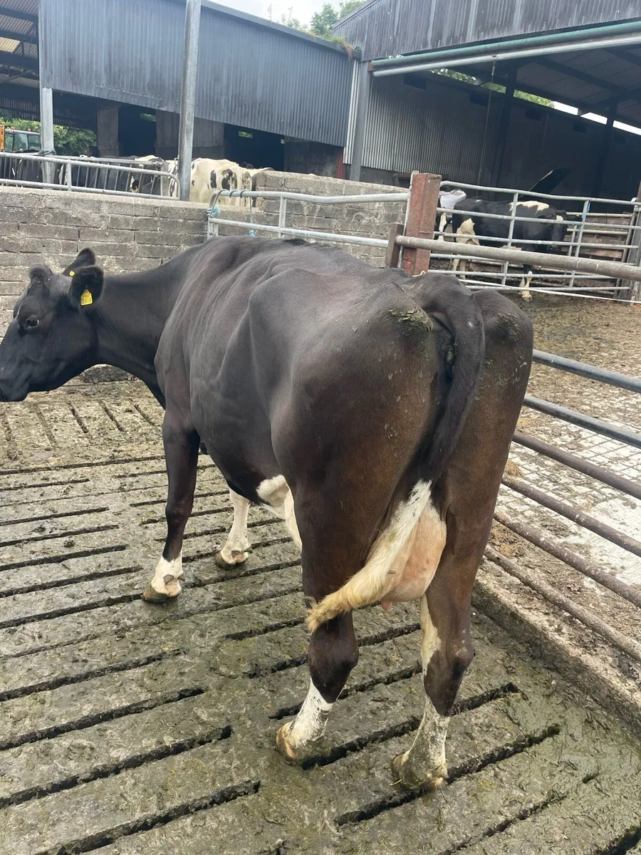 Cow to rear calves - Image 3