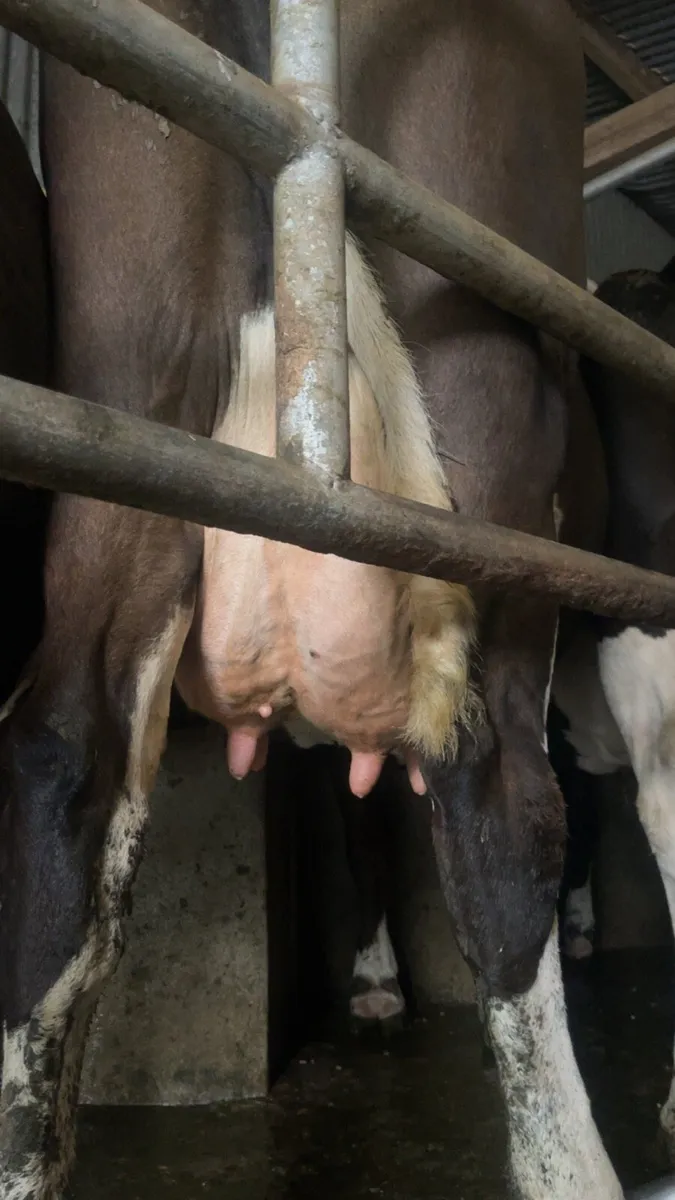 Cow to rear calves - Image 4
