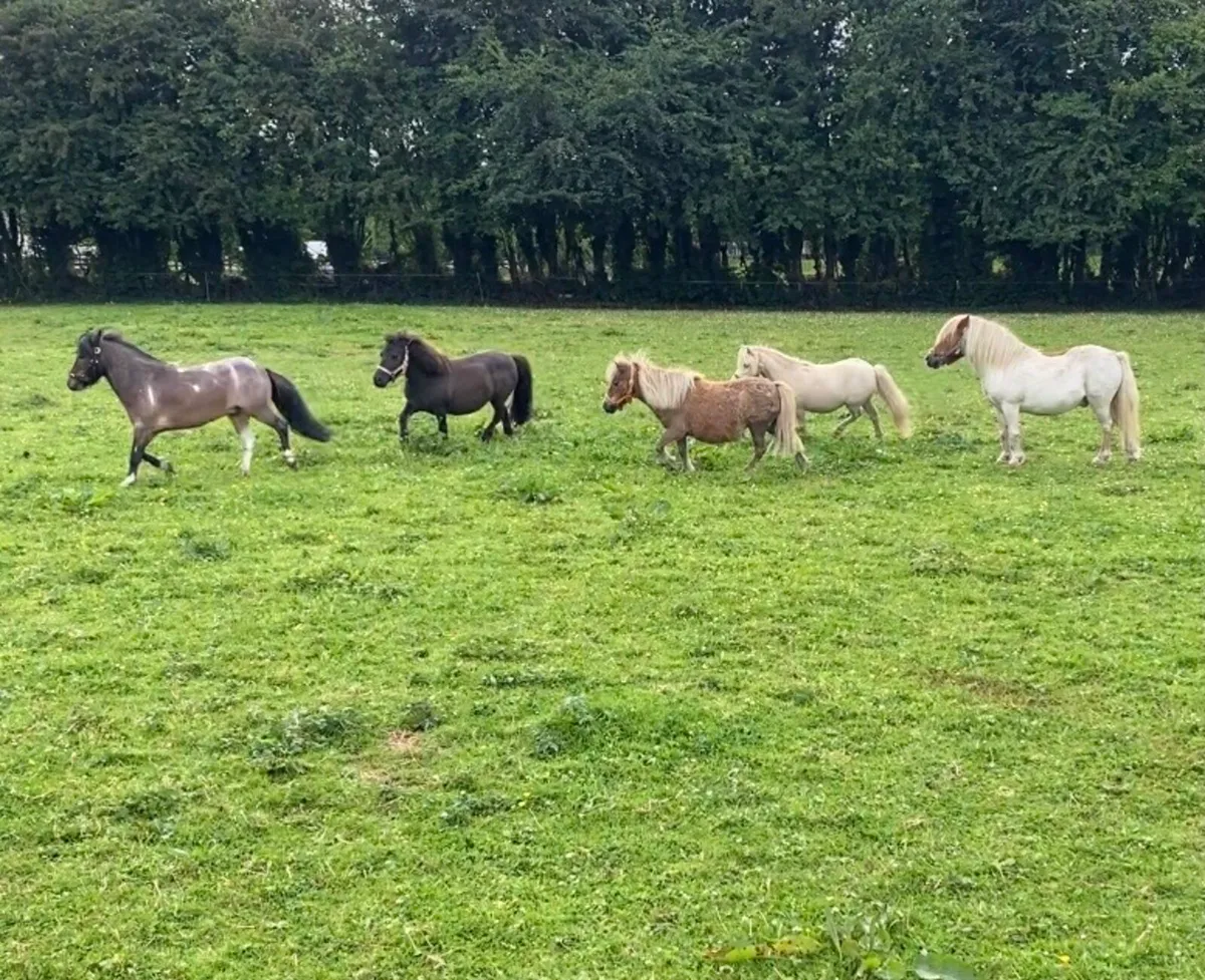 SMALL PET/LEAD-R  & MINIATURE PONIES - Image 1