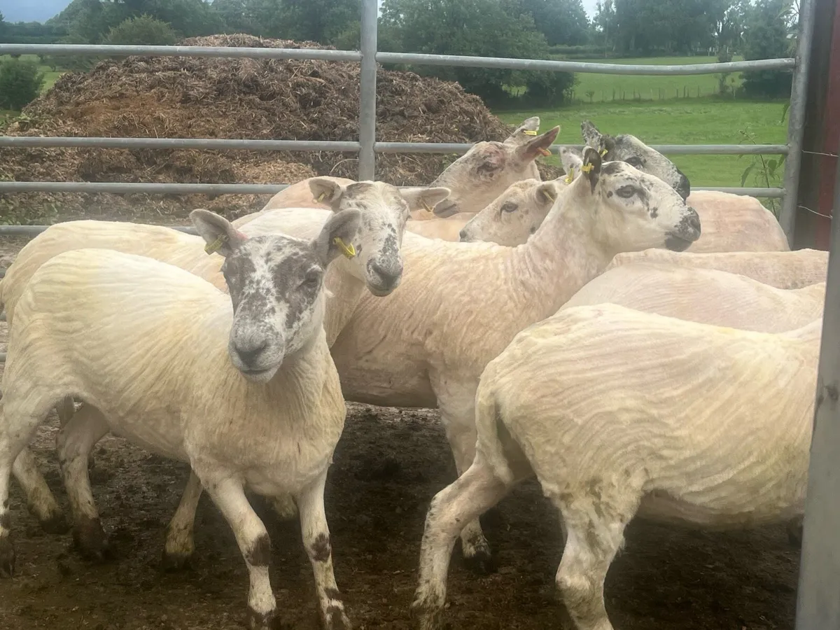EWE HOGGETS - Image 1