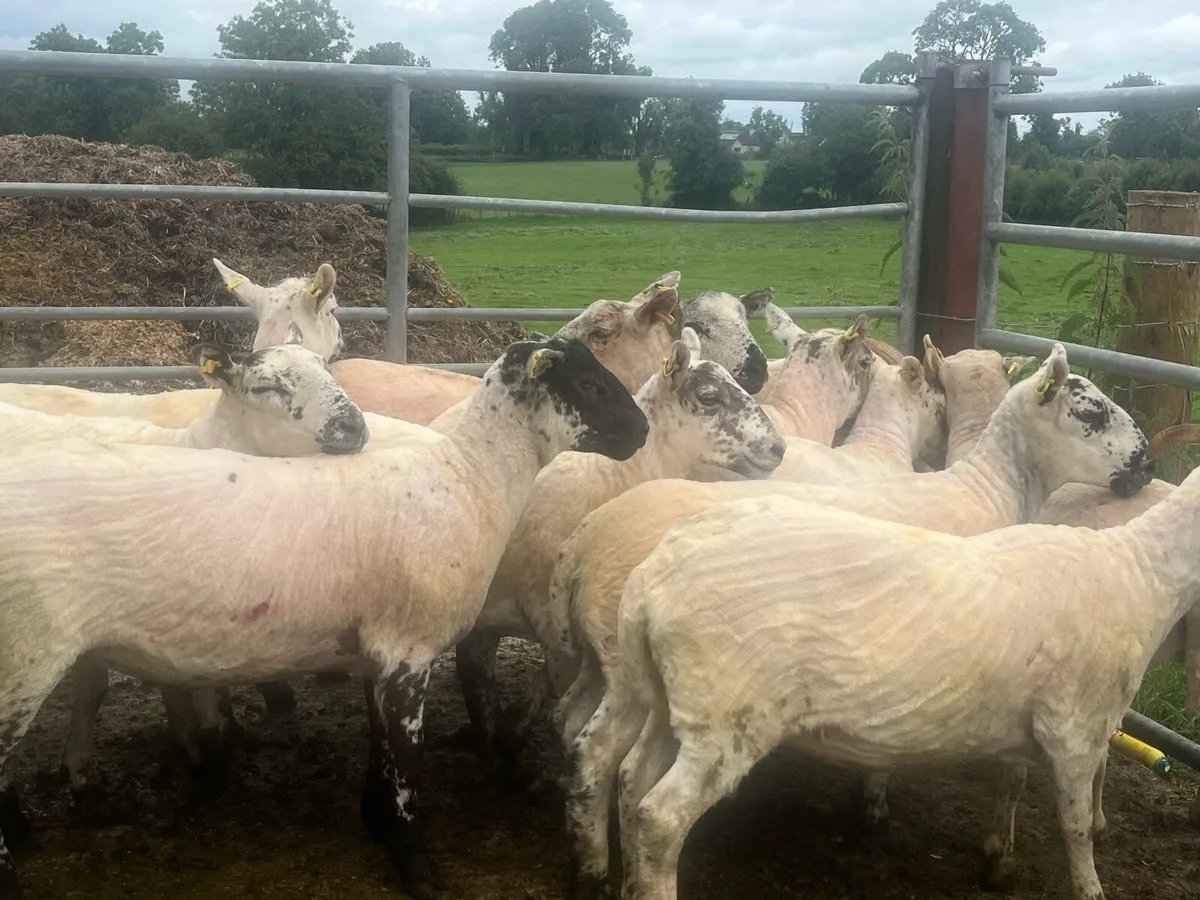 EWE HOGGETS - Image 2