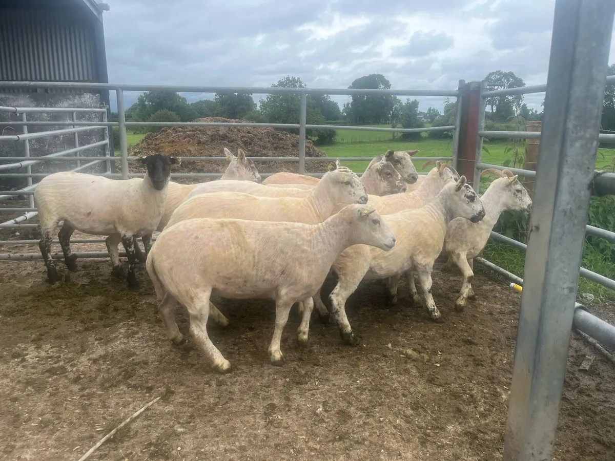 EWE HOGGETS - Image 3