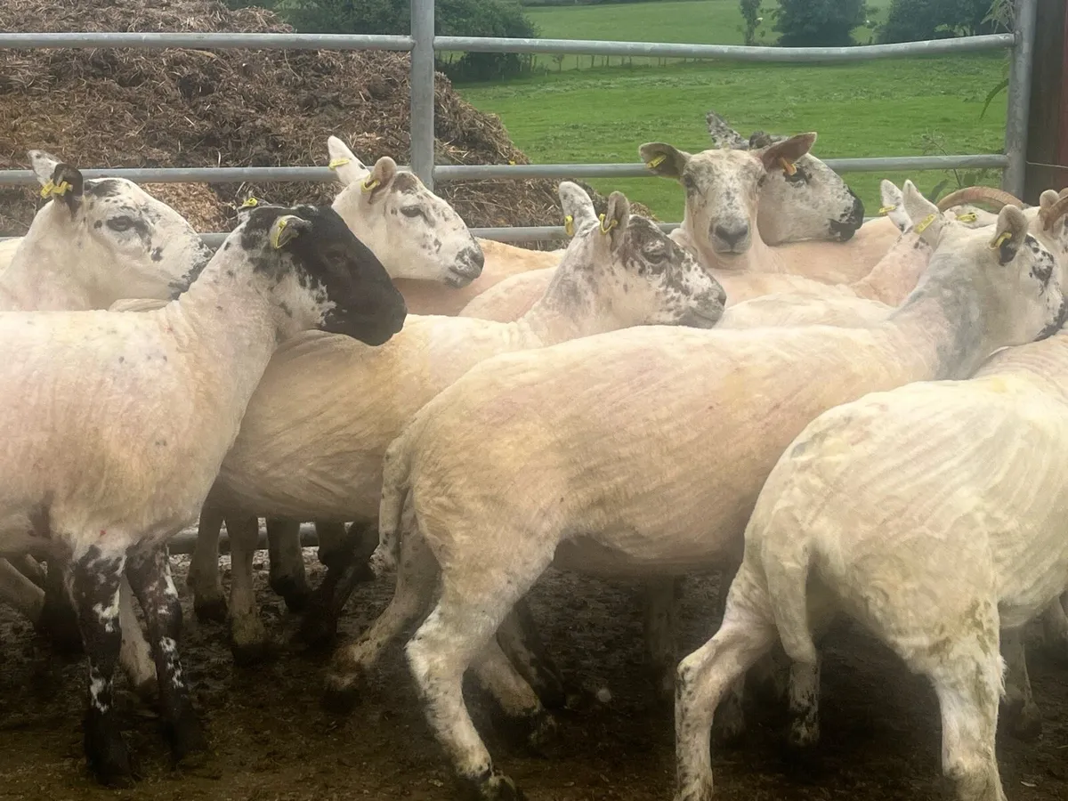EWE HOGGETS - Image 4