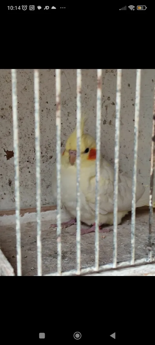 Birds - Image 1