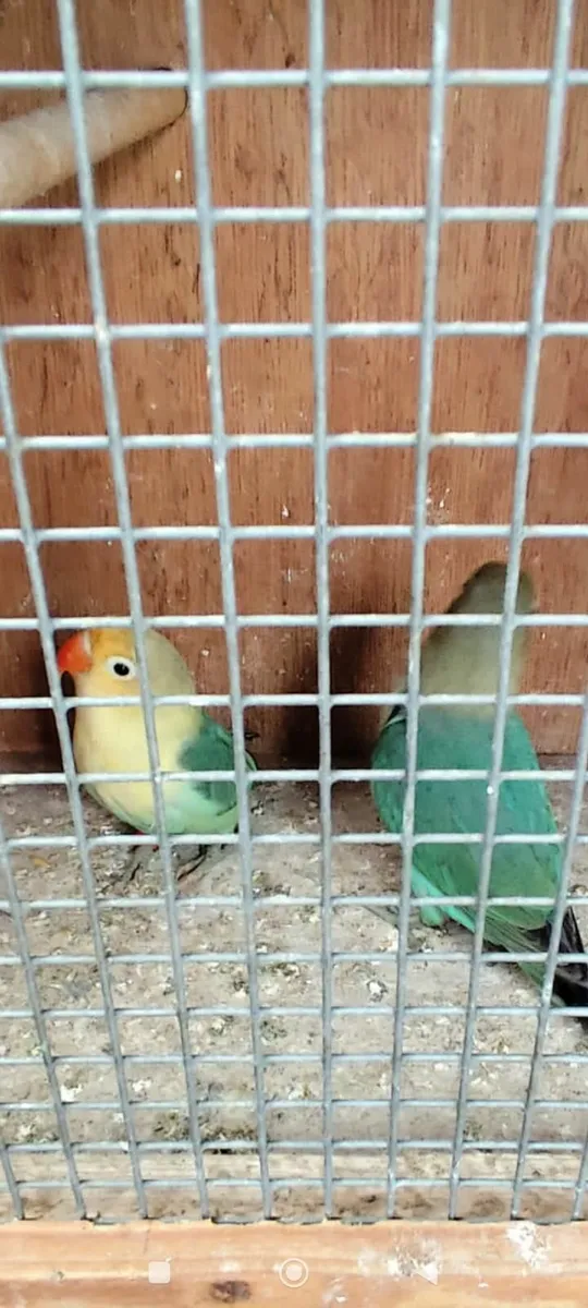 Birds - Image 2