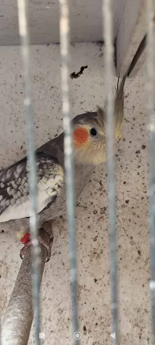 Birds - Image 3