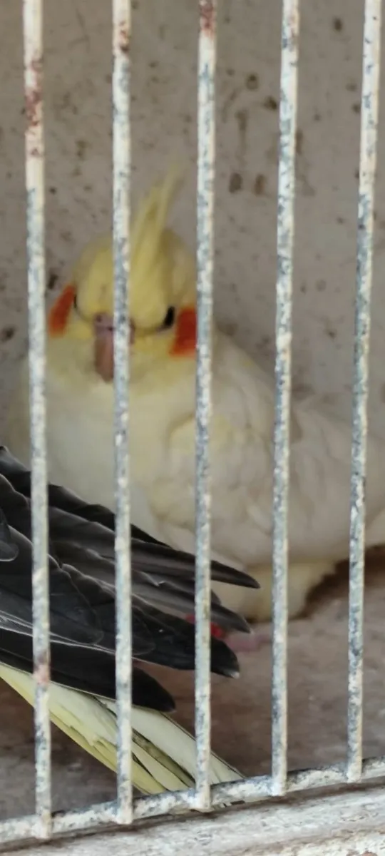 Birds - Image 4