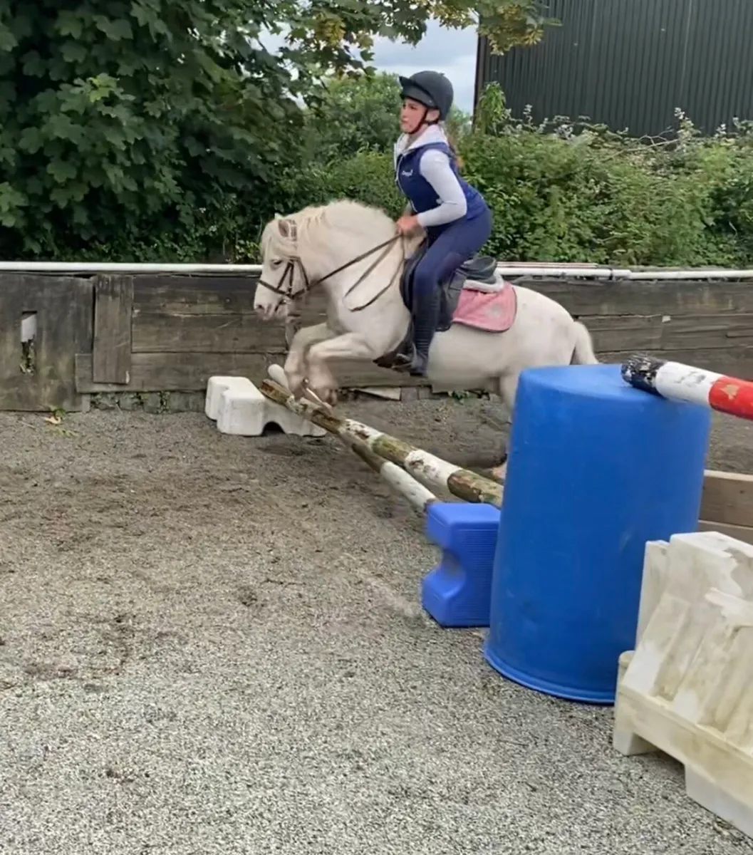 SAFE, STEADY STARTER/FIRST-RIDDEN PONY - Image 1