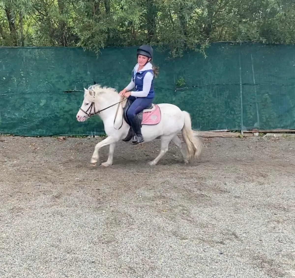 SAFE, STEADY STARTER/FIRST-RIDDEN PONY - Image 2