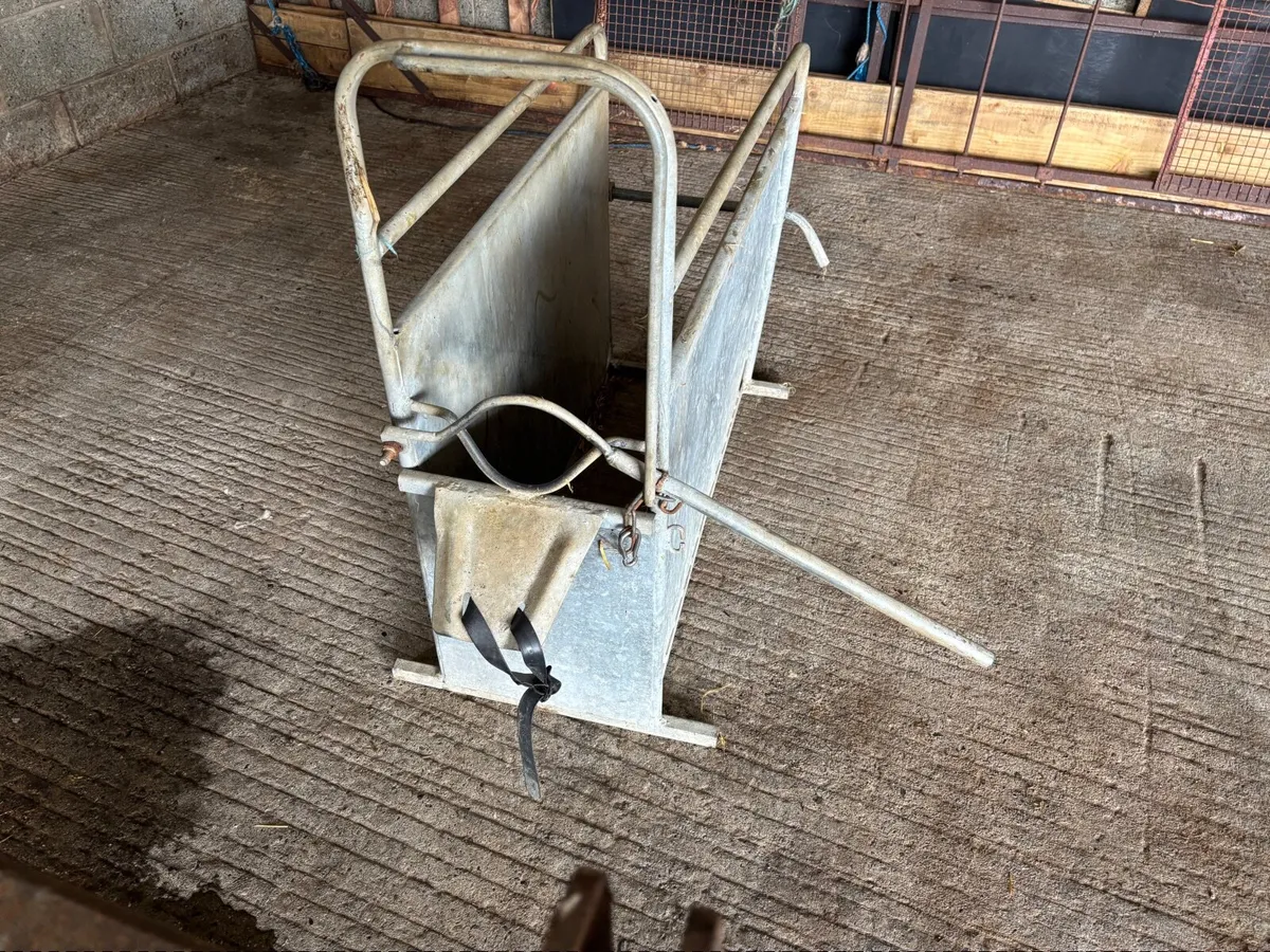 Calf dehorning crate - Image 3