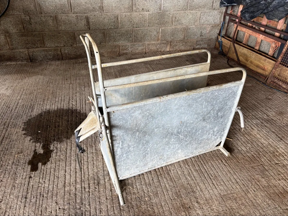 Calf dehorning crate - Image 4