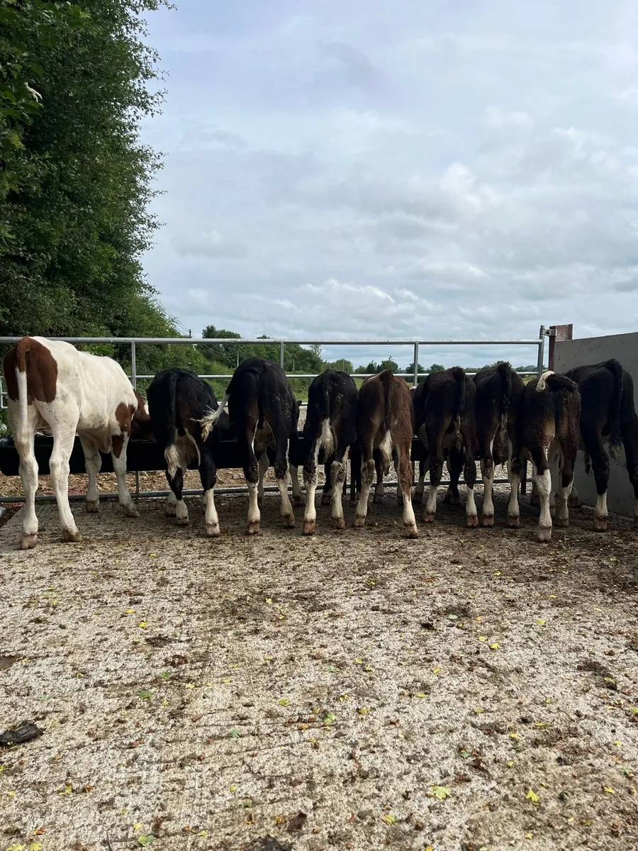 9 super bull runners for sale - Image 1