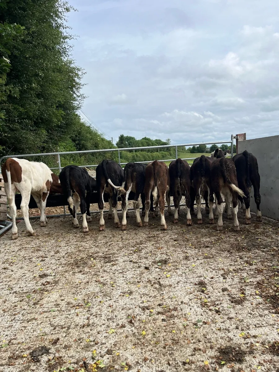 9 super bull runners for sale - Image 2