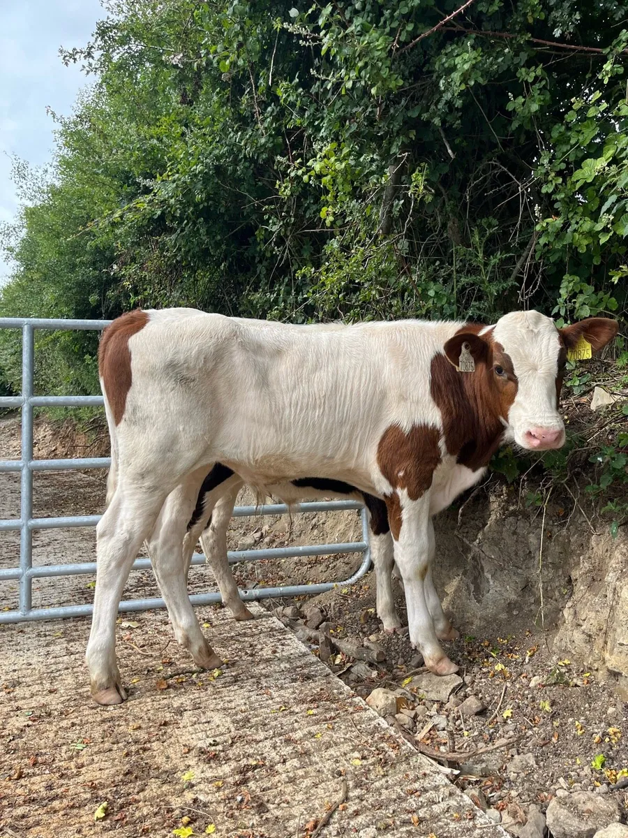9 super bull runners for sale - Image 3