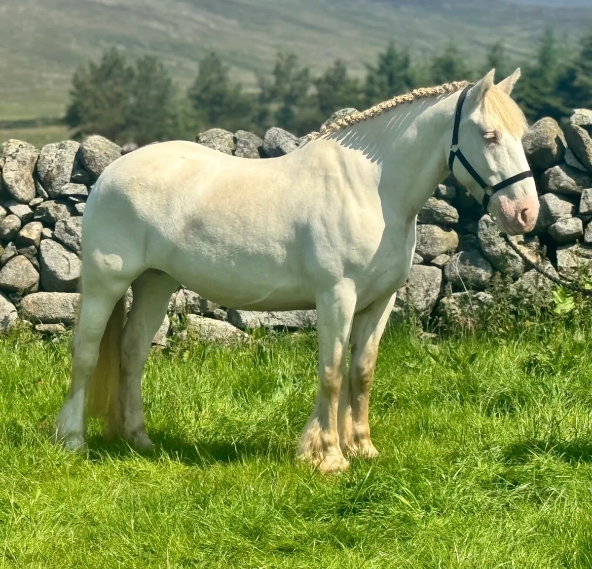 5yo 15.1hh Riding Cob - Image 2