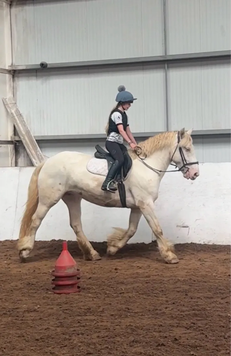 5yo 15.1hh Riding Cob - Image 3