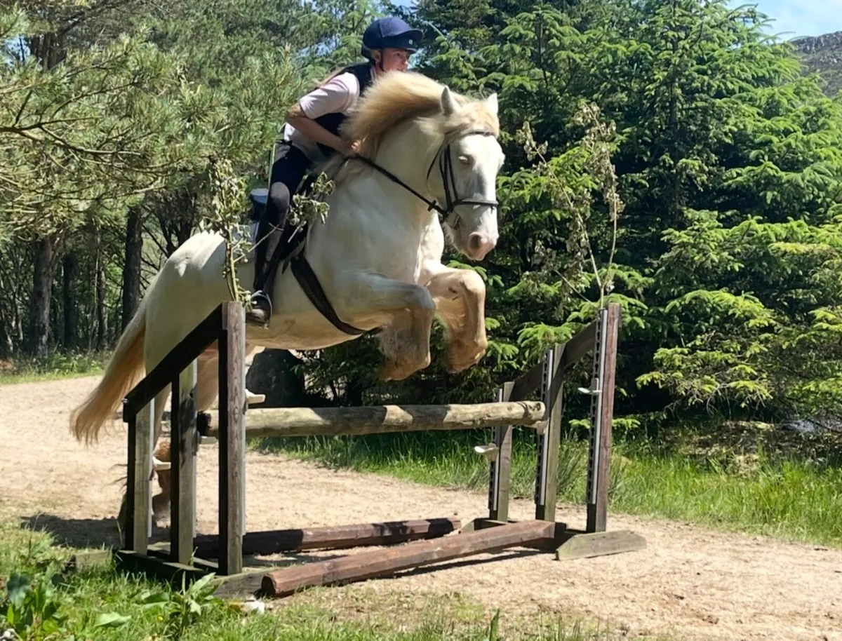 5yo 15.1hh Riding Cob - Image 4