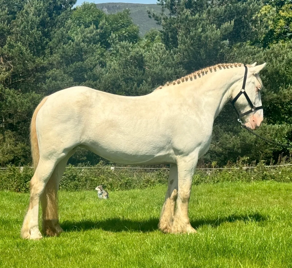 5yo 15.1hh Riding Cob - Image 1