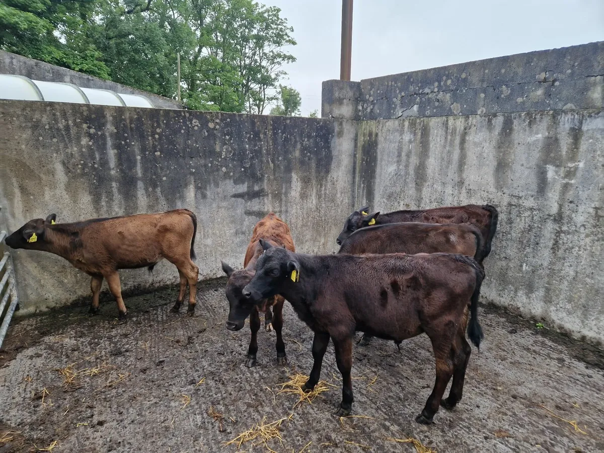 Calves - Image 1