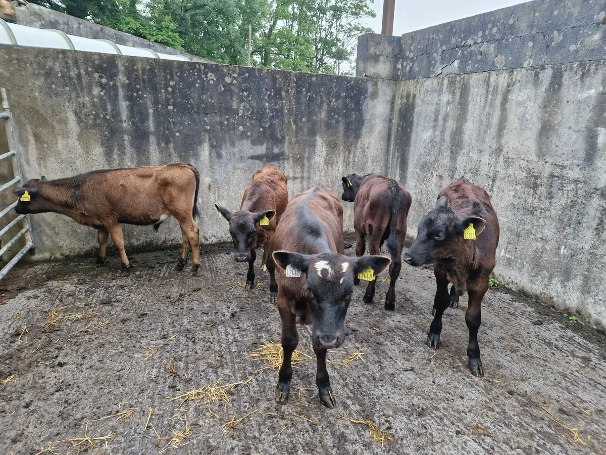 Calves - Image 2