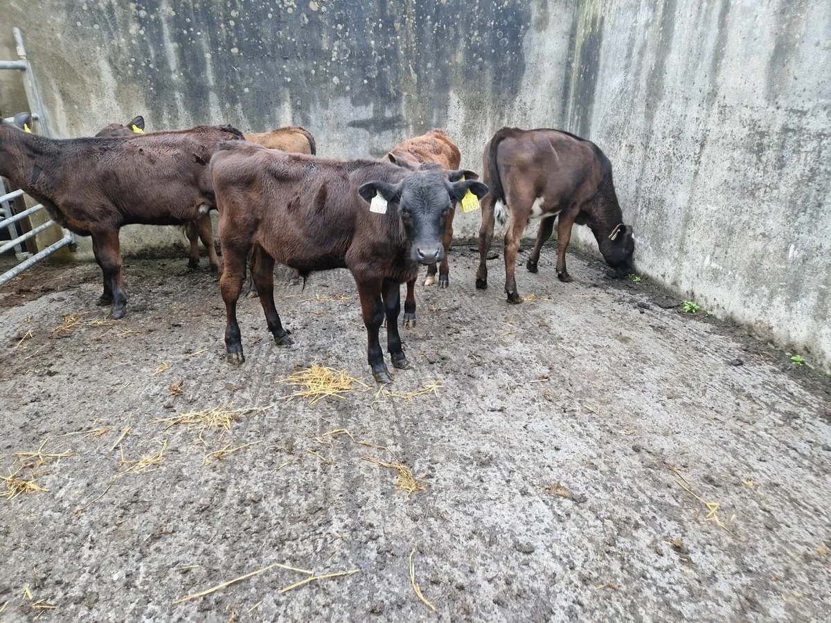 Calves - Image 3