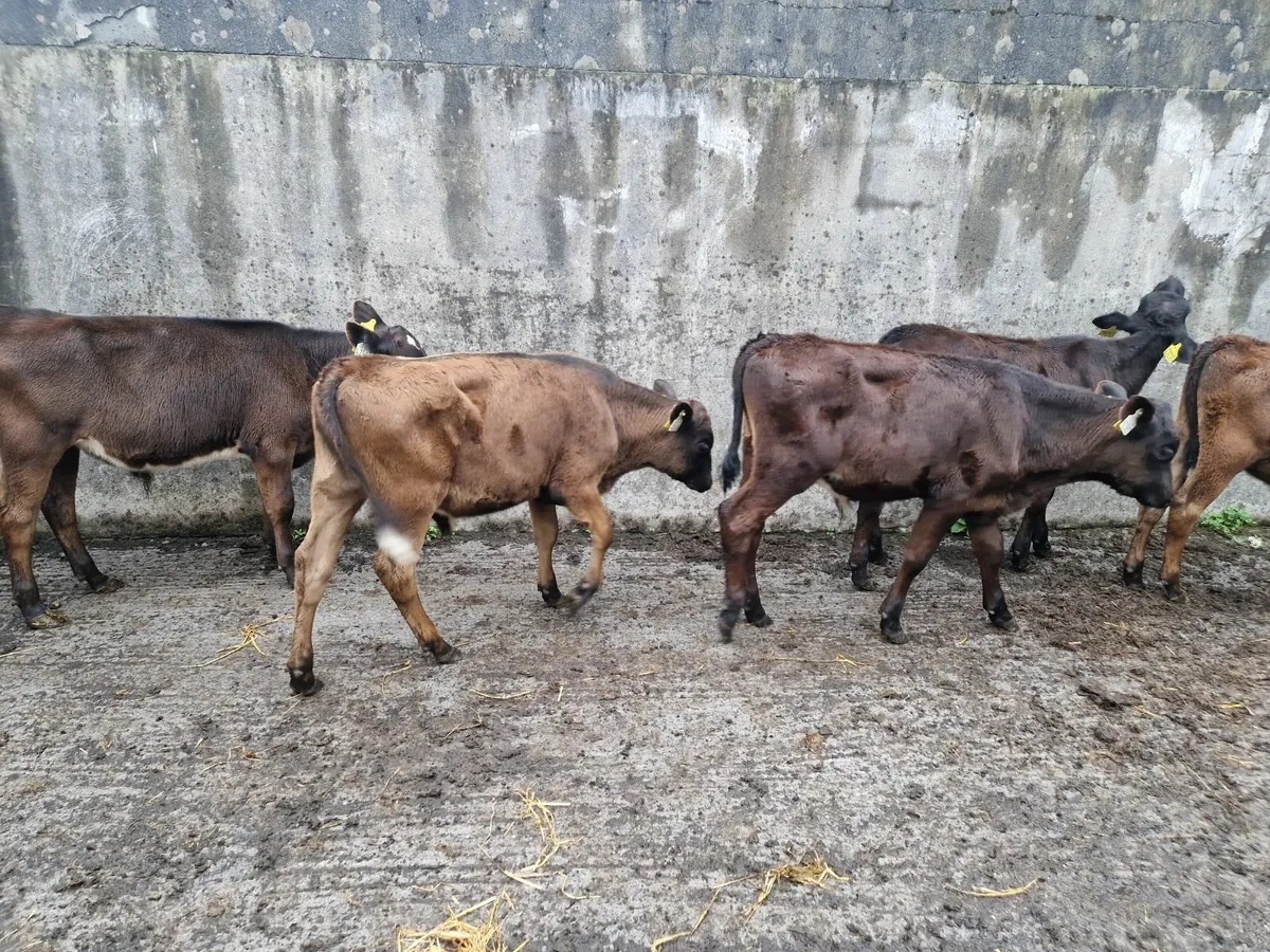 Calves - Image 4
