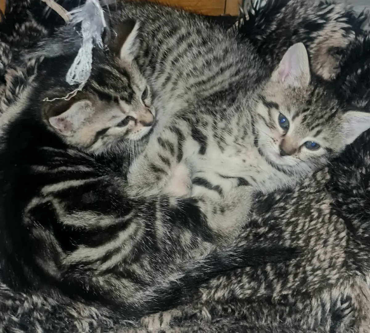 Kittens - Image 1