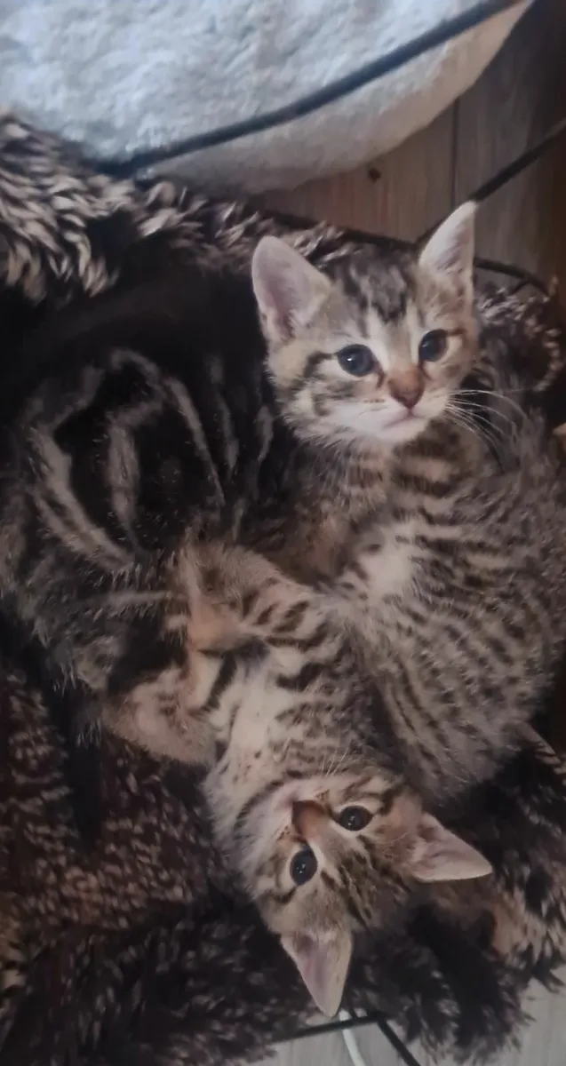 Kittens - Image 2