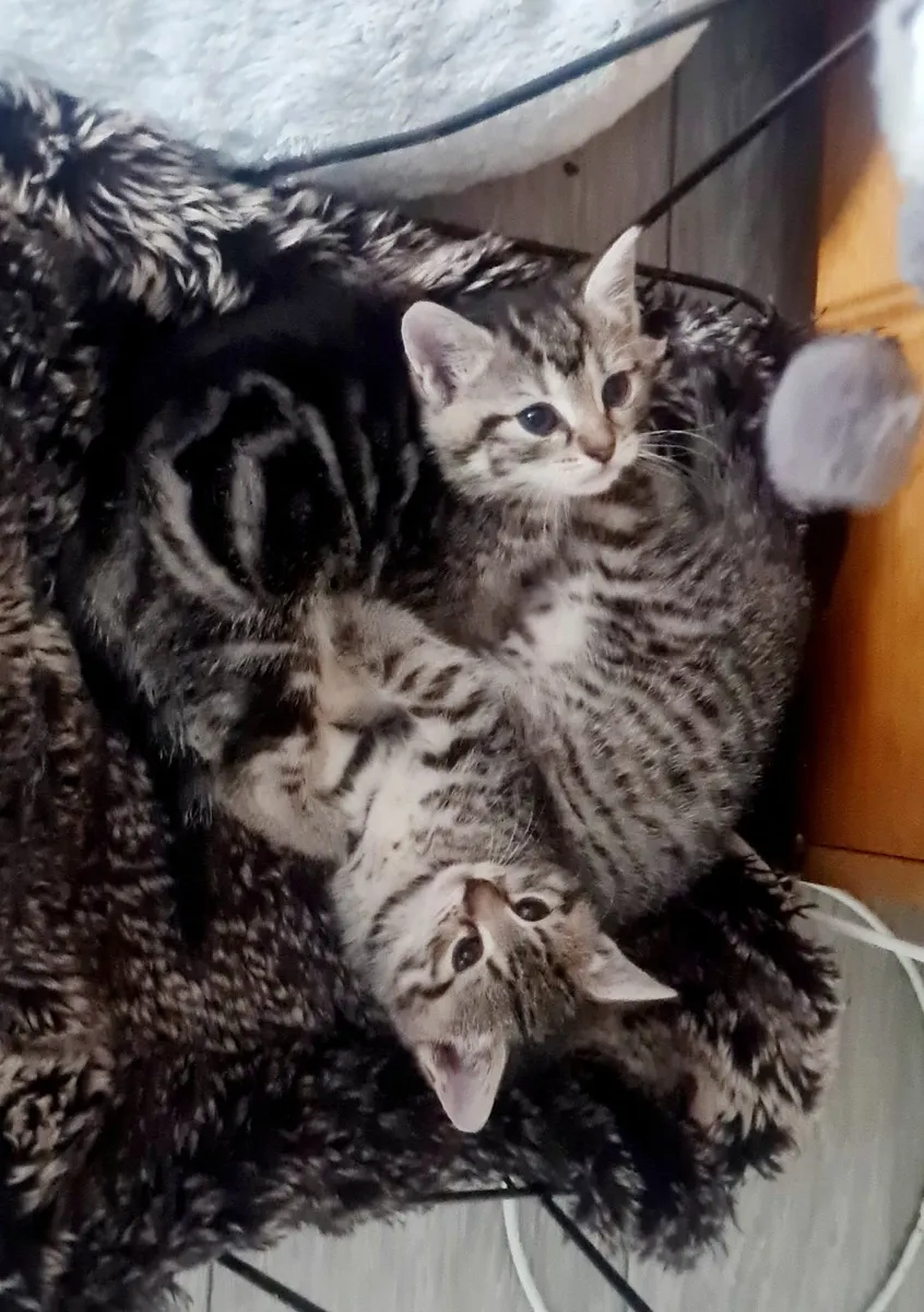 Kittens - Image 3