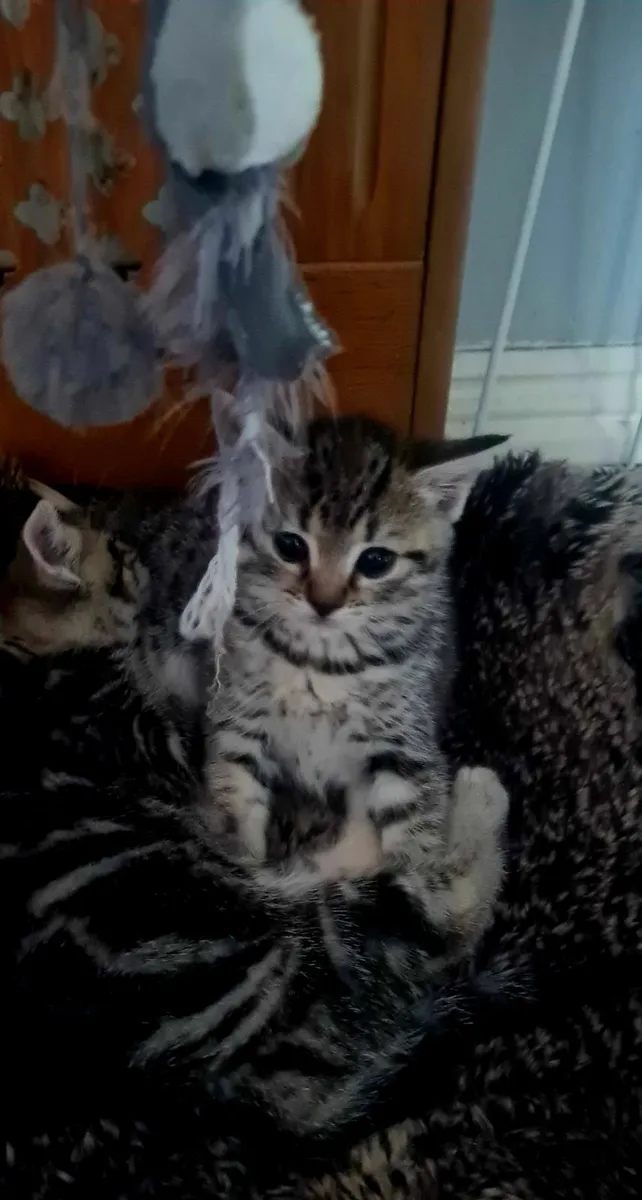 Kittens - Image 4