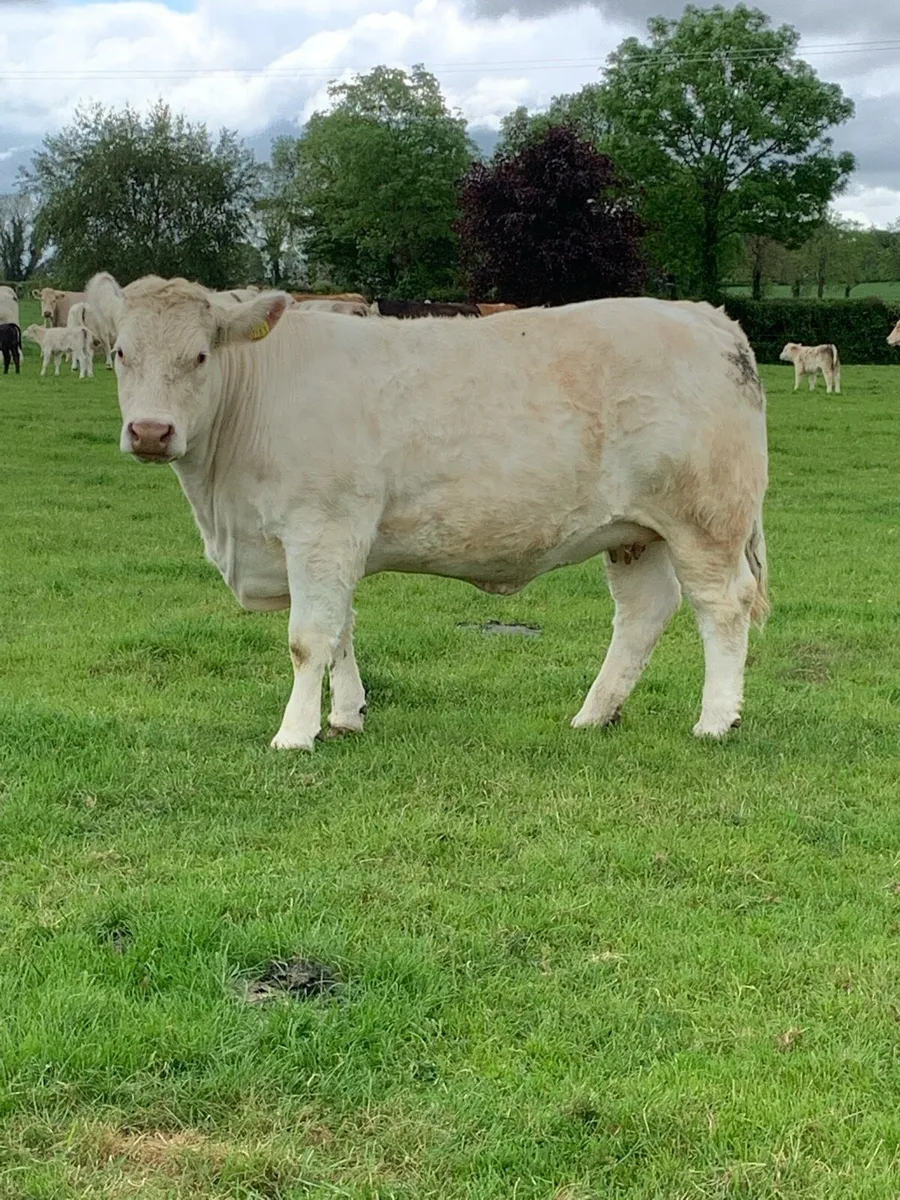 5* Purebred in calf Cow - Image 1