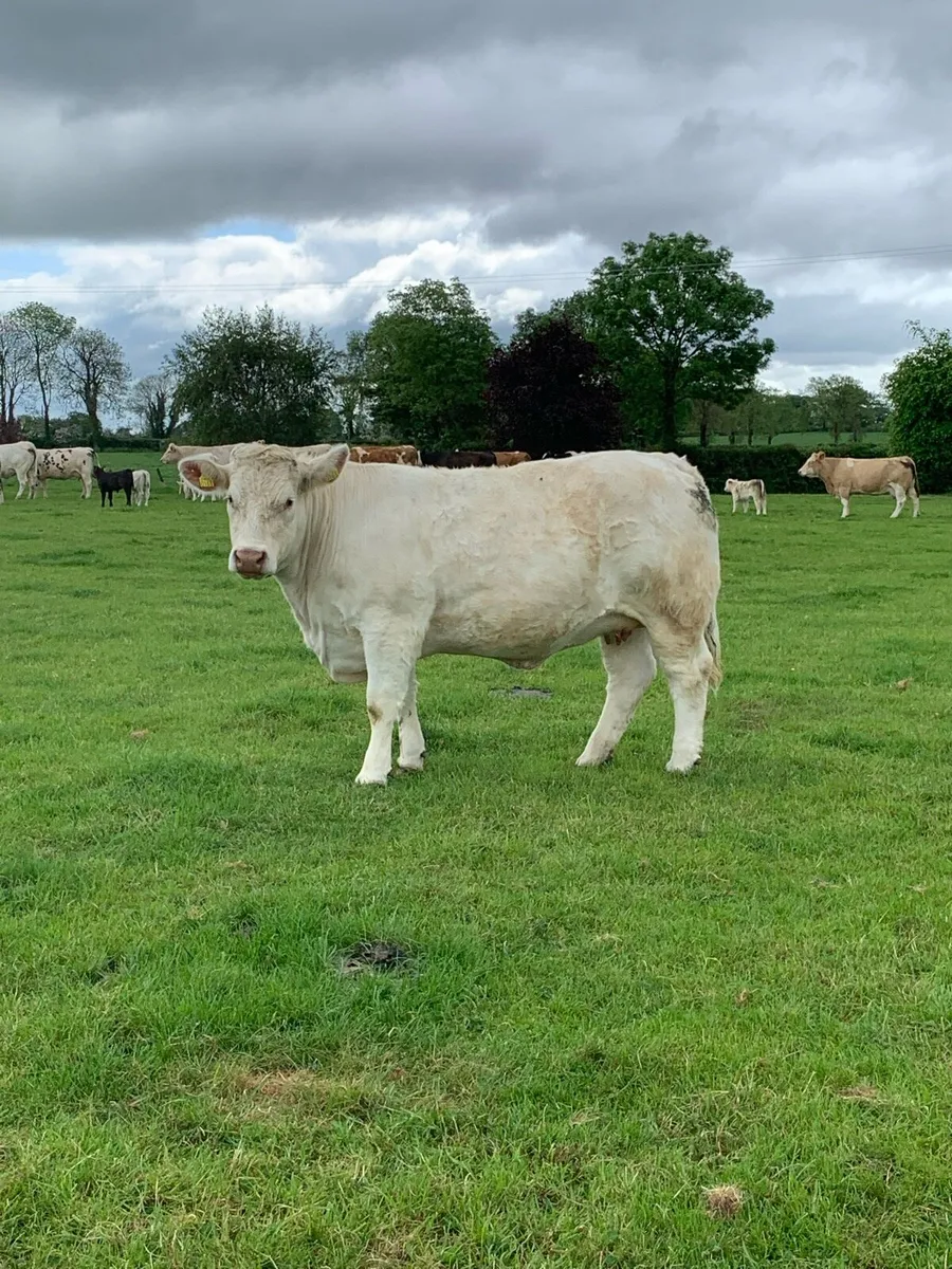 5* Purebred in calf Cow - Image 2