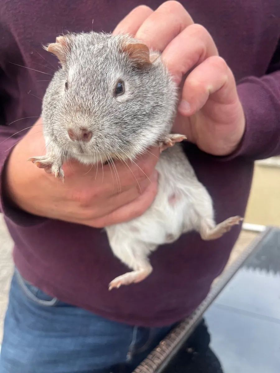 Guinea pigs - Image 2