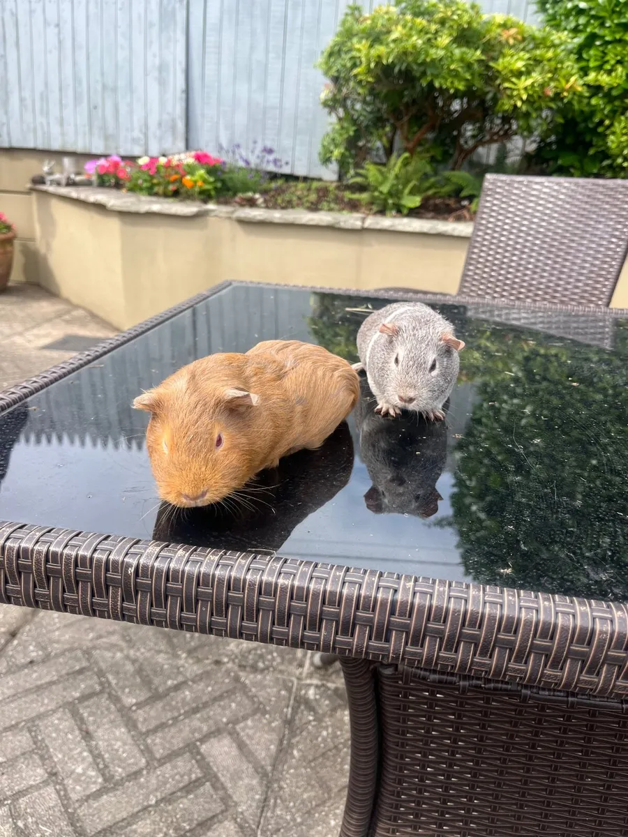Guinea pigs - Image 3