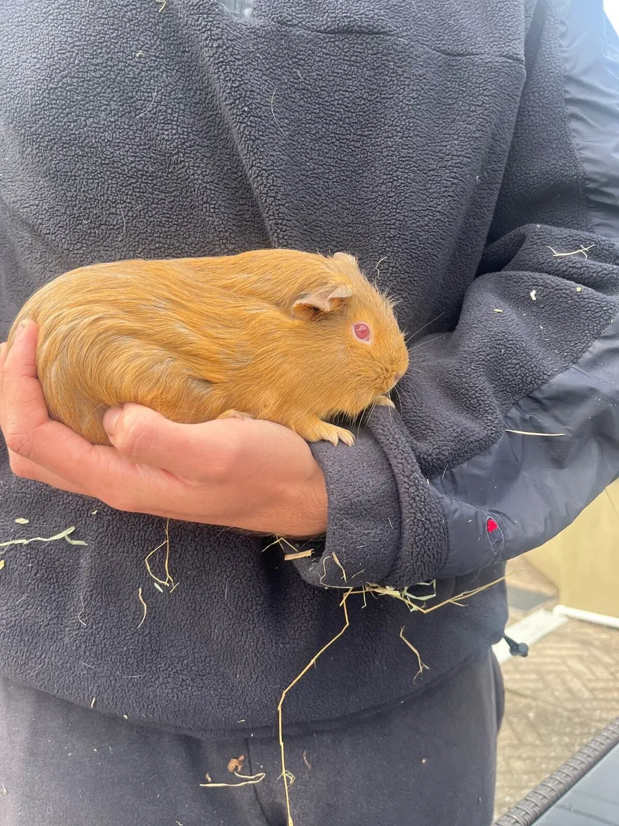 Guinea pigs - Image 4
