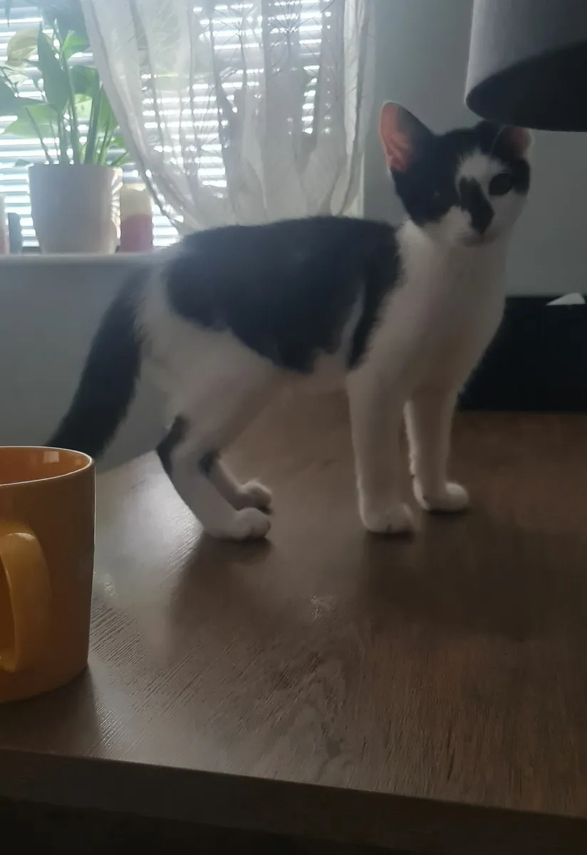 Kittens - Image 2