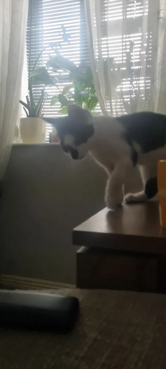 Kittens - Image 3