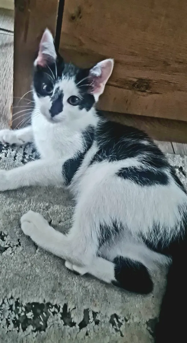 Kittens - Image 4