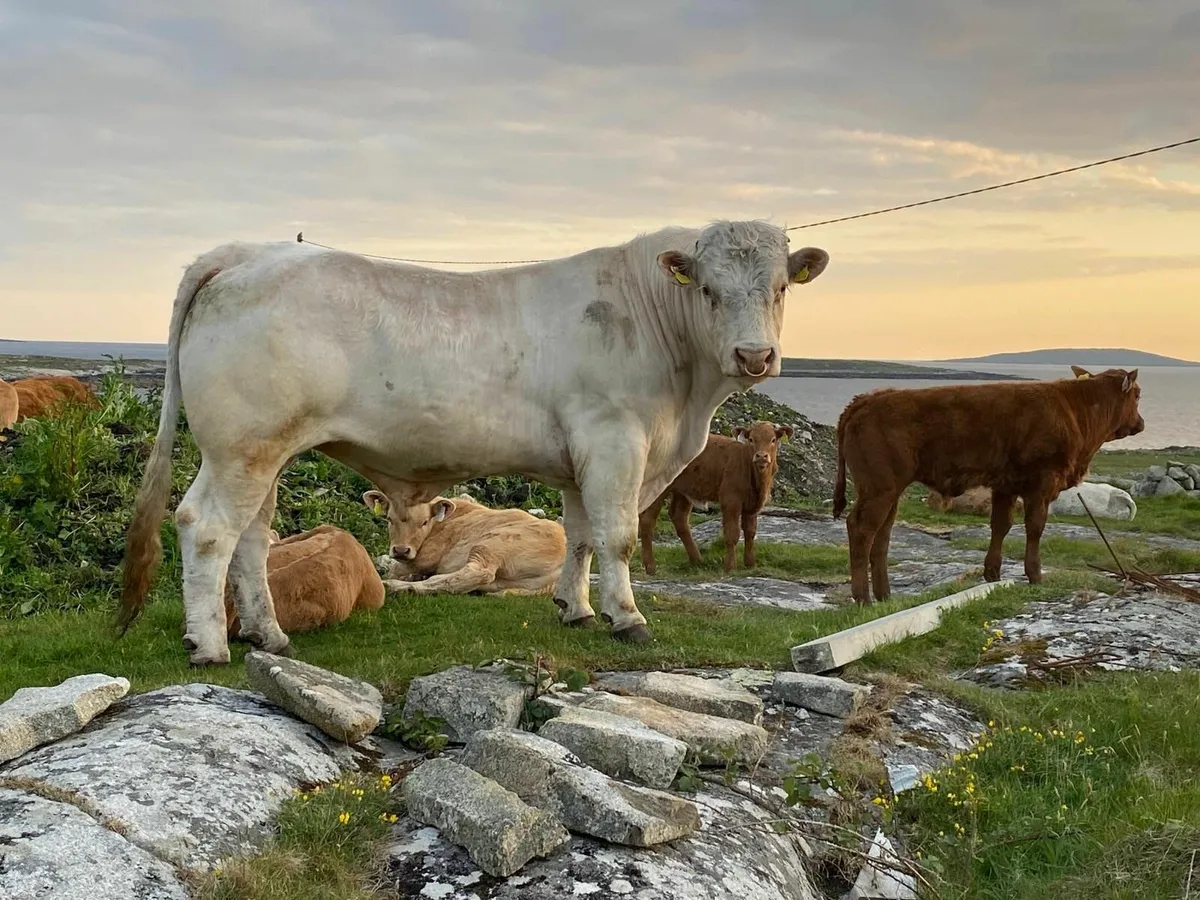5 Star Charolais Bull - Image 1