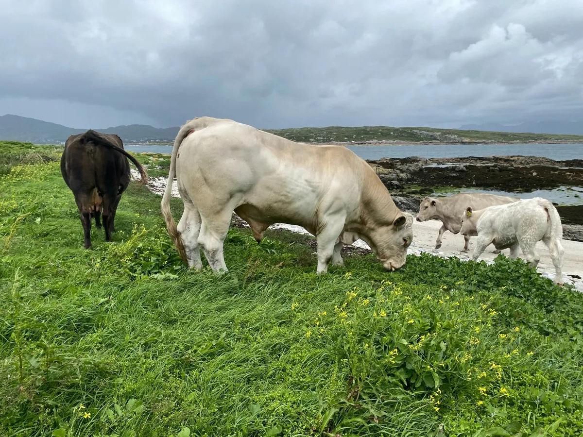5 Star Charolais Bull - Image 3