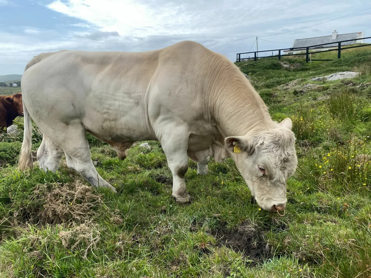 5 Star Charolais Bull - Image 4