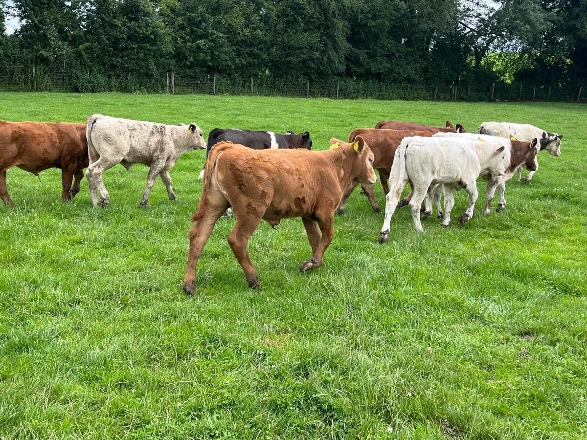 14 super continental bull weanlings - Image 2